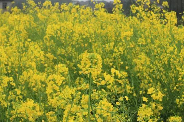 克莱拉与熊的秘密