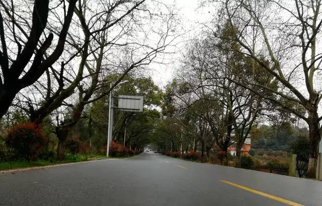 克莱拉与熊的秘密